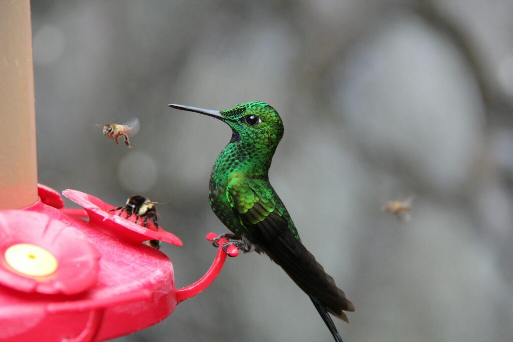 photo of green and black hummingbird perched on red branch