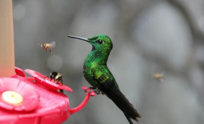 photo of green and black hummingbird perched on red branch