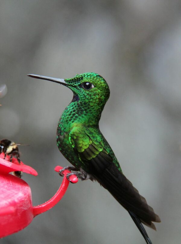 photo of green and black hummingbird perched on red branch