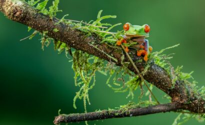 frog on branch