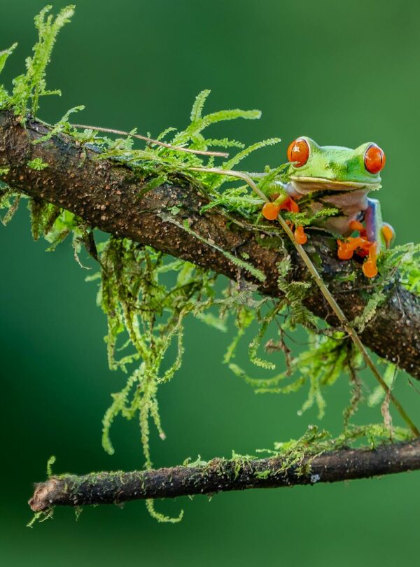 frog on branch