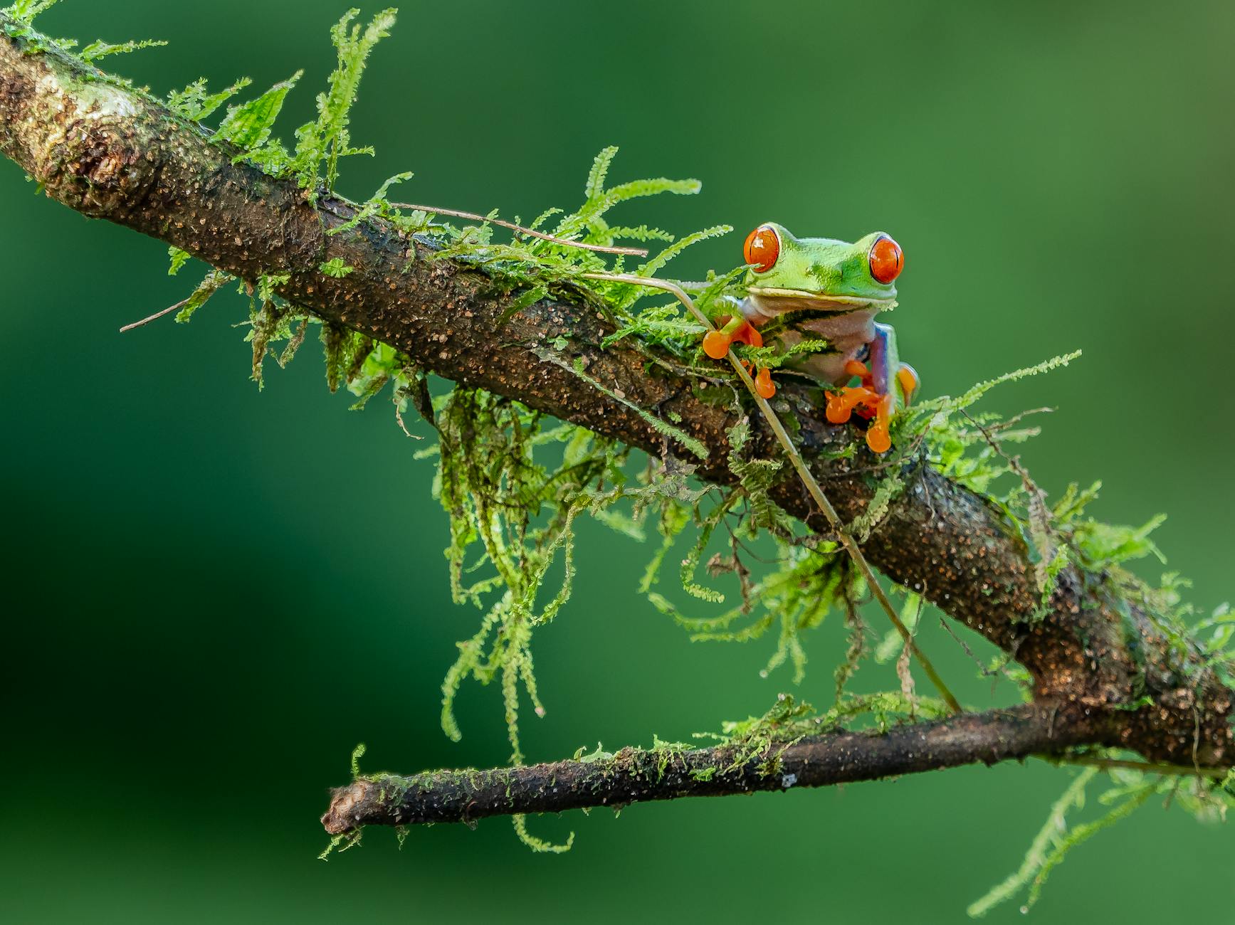 frog on branch