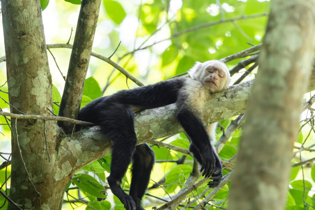 monkey lying down and sleeping on tree