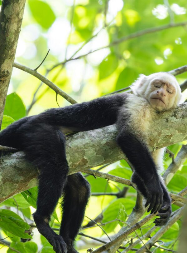 monkey lying down and sleeping on tree