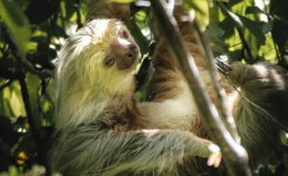 sloth hanging on a tree