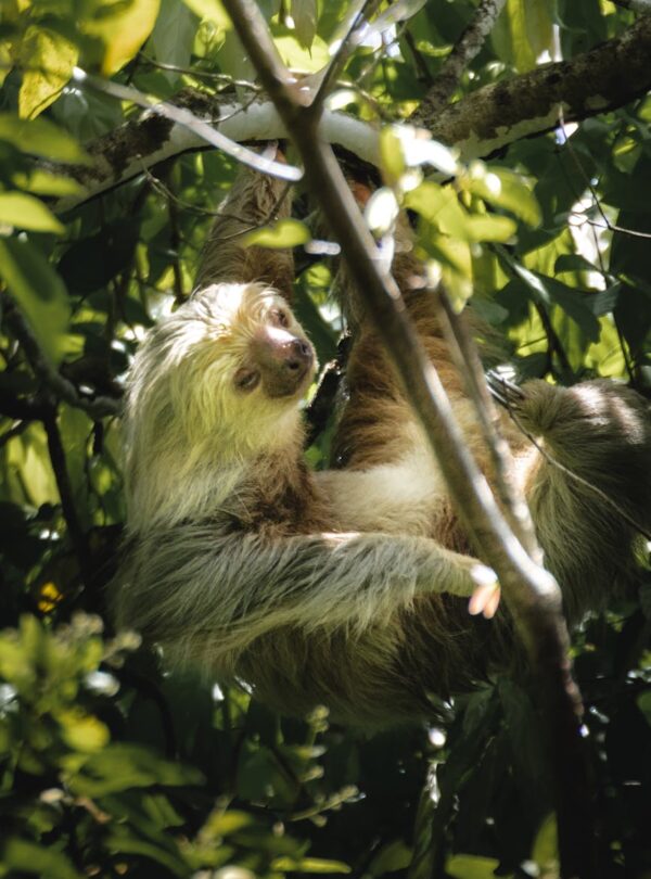 sloth hanging on a tree