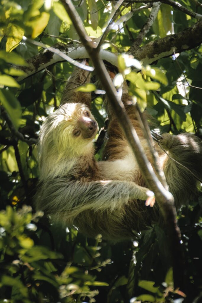 sloth hanging on a tree